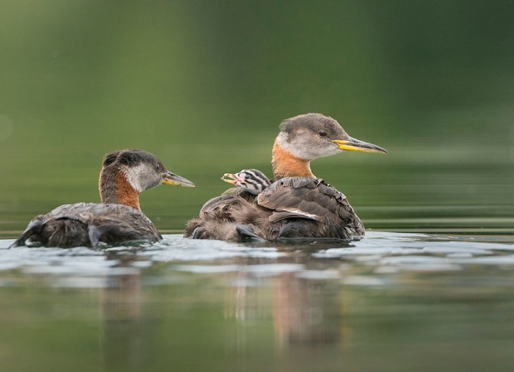 Picture of WASHINGTON STATE A RED-NECKED GREBE CHICK RIDES ATOP PARENT DURING FEEDING ON LAKE