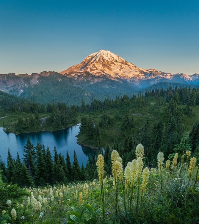 Picture of WASHINGTON STATE BEARGRASS WILDFLOWERS FROM THE FLANK OF TOLMIE PEAK AT EUNICE LAKE