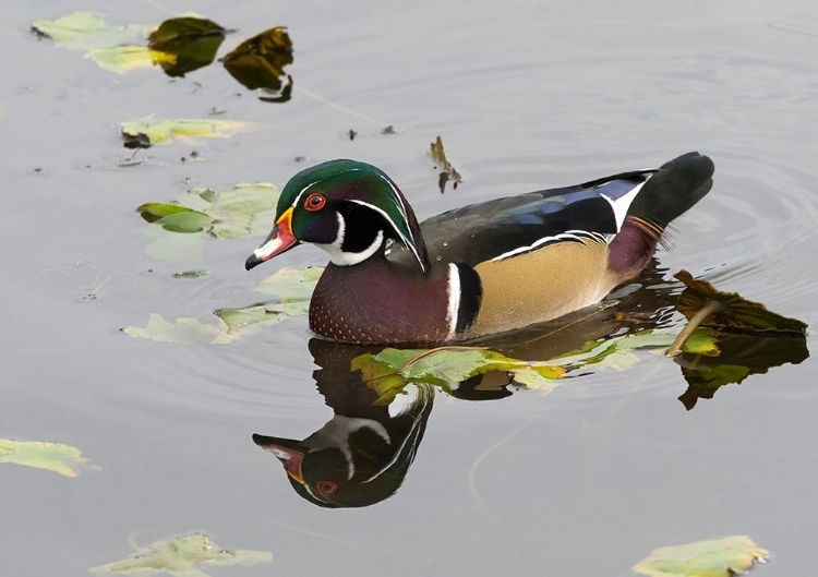 Picture of WA-JUANITA BAY WETLAND-WOOD DUCK-MALE (AIX SPONSA)