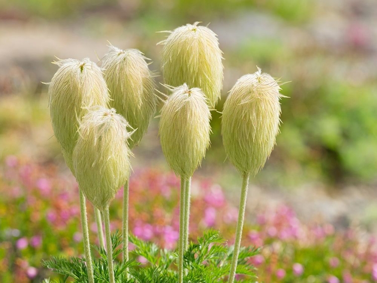 Picture of WA-MOUNT RAINIER NATIONAL PARK-PASQUEFLOWER SEED HEAD (ANEMONE OCCIDENTALIS)