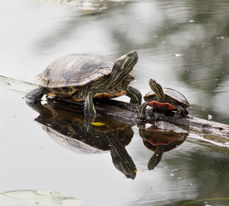 Picture of WASHINGTON STATE-LAKE WASHINGTON PAINTED TURTLES ON LOG