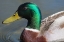 Picture of WASHINGTON STATE-REDMOND-LAKE SAMMAMISH MALE MALLARD DUCK