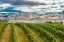 Picture of WASHINGTON STATE-WALLA WALLA PEPPER BRIDGE VINEYARD WITH BLUE MOUNTAINS IN THE BACKGROUND