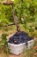 Picture of WASHINGTON STATE-PASCO A BIN OF MERLOT GRAPES AT HARVEST