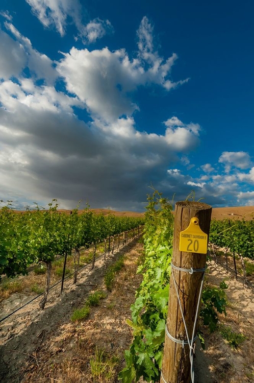 Picture of WASHINGTON STATE-RED MOUNTAIN MORING SUN ON ROW OF CABERNET SAUVIGNON IN A RED MOUNTAIN VINEYARD