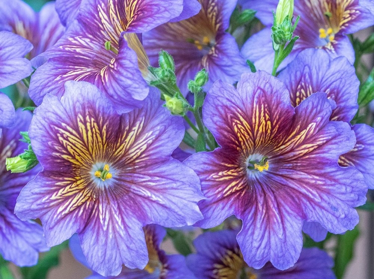 Picture of WASHINGTON STATE-SAMMAMISH-PAINTED TONGUE FLOWERING DURING THE SUMMER MONTHS DESIGN AND PATTERN