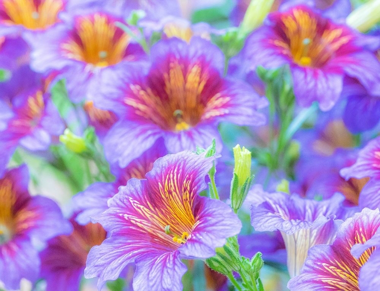 Picture of WASHINGTON STATE-SAMMAMISH-PAINTED TONGUE FLOWERING DURING THE SUMMER MONTHS DESIGN AND PATTERN