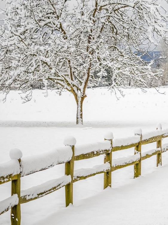 Picture of WASHINGTON STATE-FALL CITY-FRESH SNOW ON TREES AND FENCE