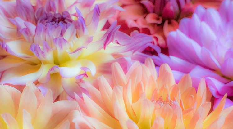 Picture of WASHINGTON STATE-SAMMAMISH DAHLIA FLOWER DESIGN AND PATTERNS