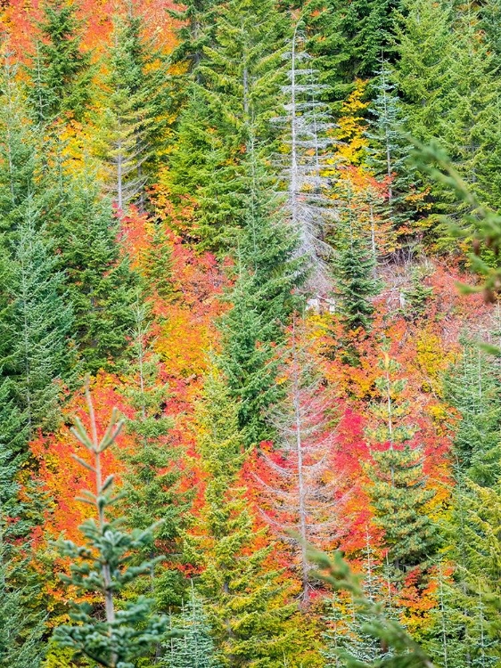 Picture of STAMPEDE PASS-WASHINGTON STATE-CASCADE MOUNTAINS WITH REDS OF VINE MAPLE TREES