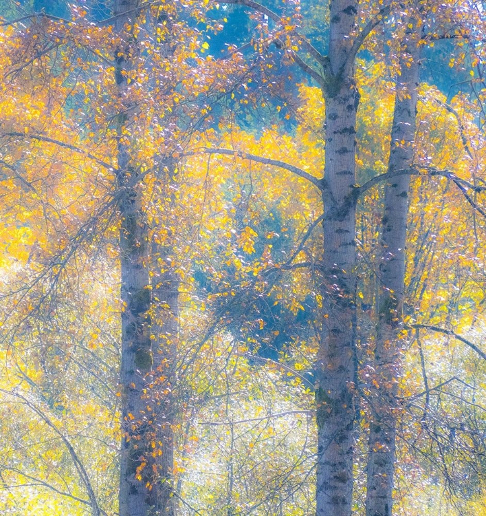 Picture of WASHINGTON STATE-PRESTON WITH COTTONWOOD TREES SPRINGTIME LEAFING OUT