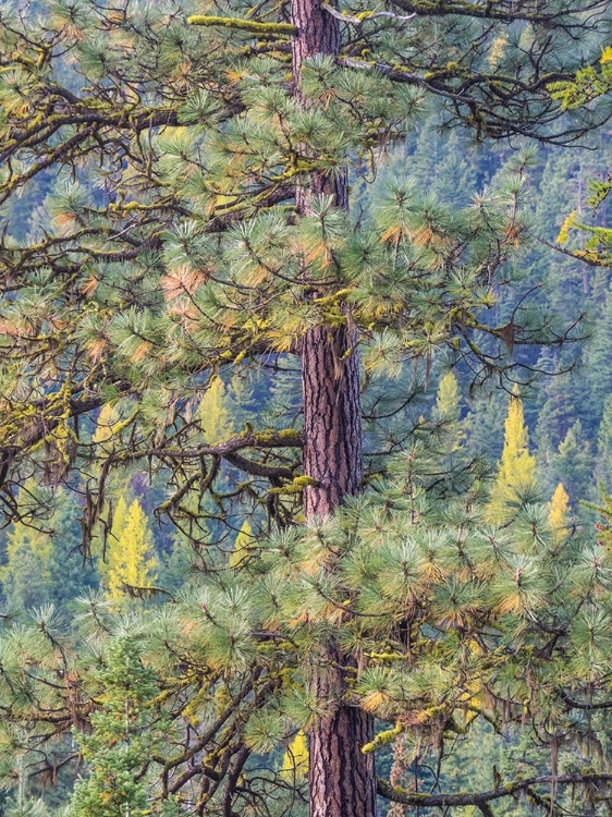 Picture of WASHINGTON STATE-BLEWETT PASS IN AUTUMN AND PINE TREES