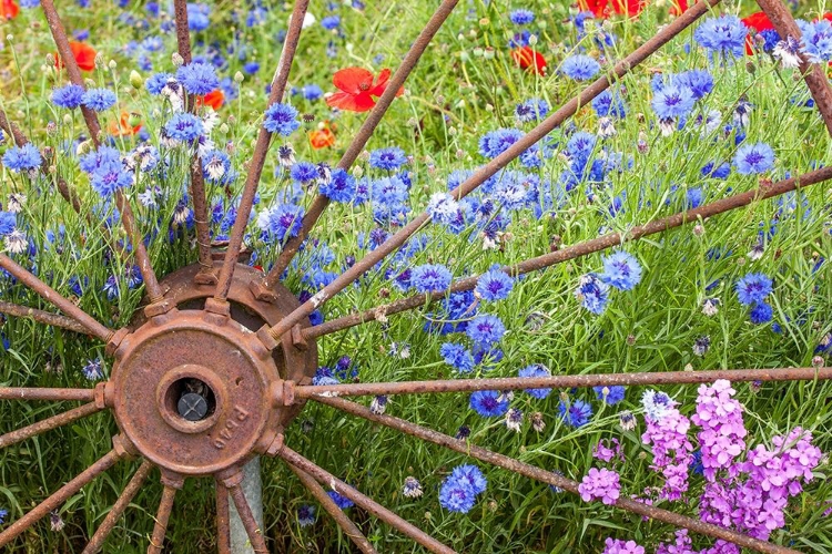 Picture of WASHINGTON STATE-SEQUIM-EARLY SUMMER WITH BLOOMING BACHELORS BUTTON AND RED POPPIES