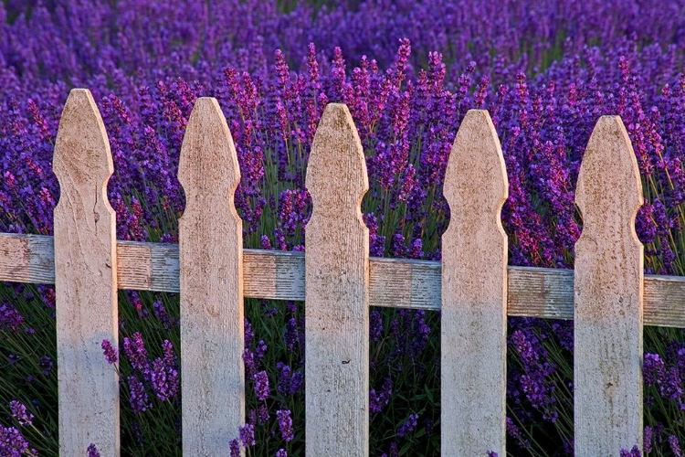 Picture of SEQUIM-WASHINGTON STATE-FIELD OF LAVENDER WHITE PICKET FENCE