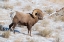 Picture of LARGE BIGHORN RAM GRAZING IN MEADOW-NATIONAL ELK RESERVE NEAR GRAND TETON NATIONAL PARK-WYOMING