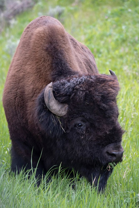 Picture of WYOMING BISON GRAZING-YELLOWSTONE NATIONAL PARK