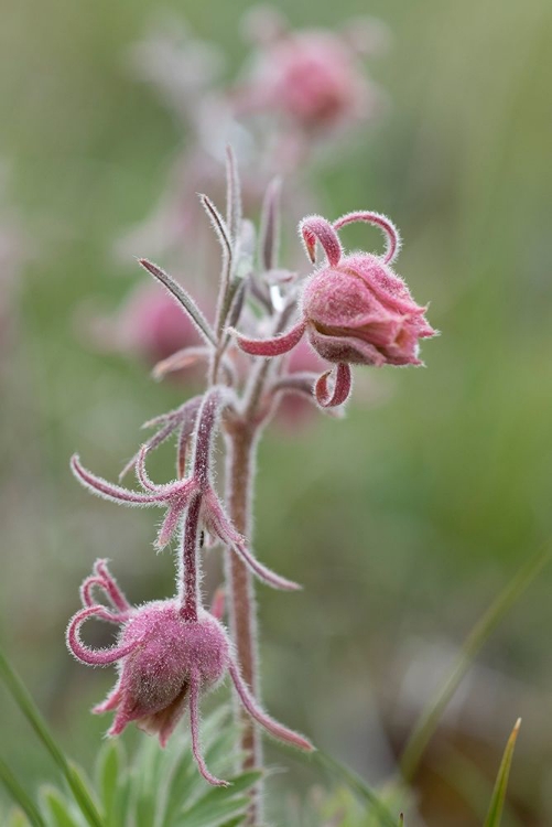 Picture of WYOMING PRAIRIE SMOKE-YELLOWSTONE NATIONAL PARK