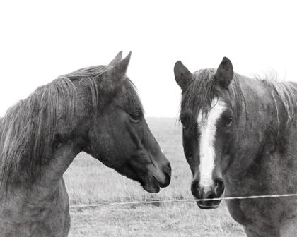 Picture of WILD PASTURES