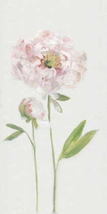 Picture of SINGLE STEM PEONY I