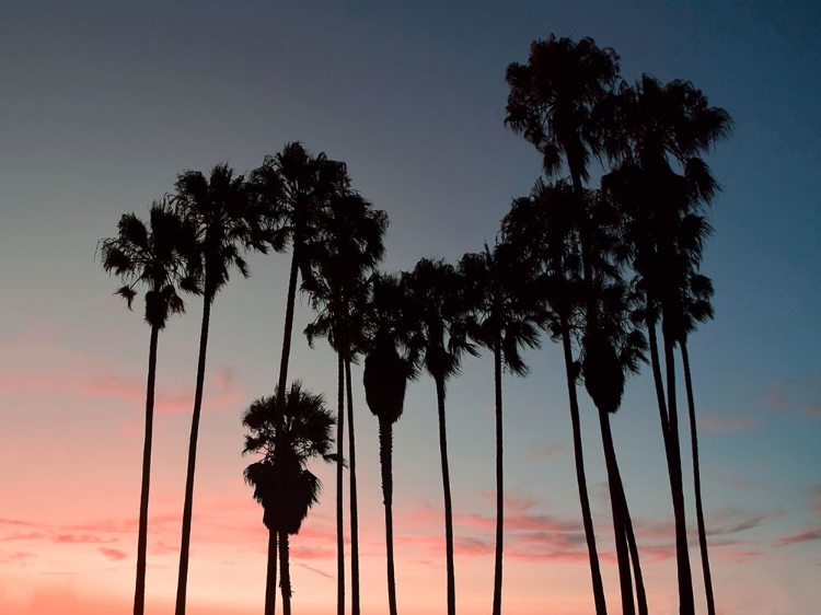 Picture of VENICE BEACH