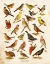 Picture of BIRD CHART I