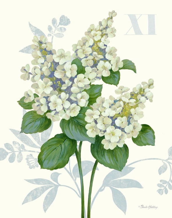 Picture of TARDIVA HYDRANGEA