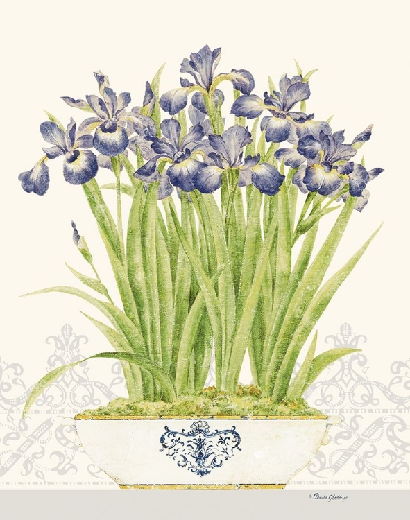 Picture of IMPERIAL IRISES