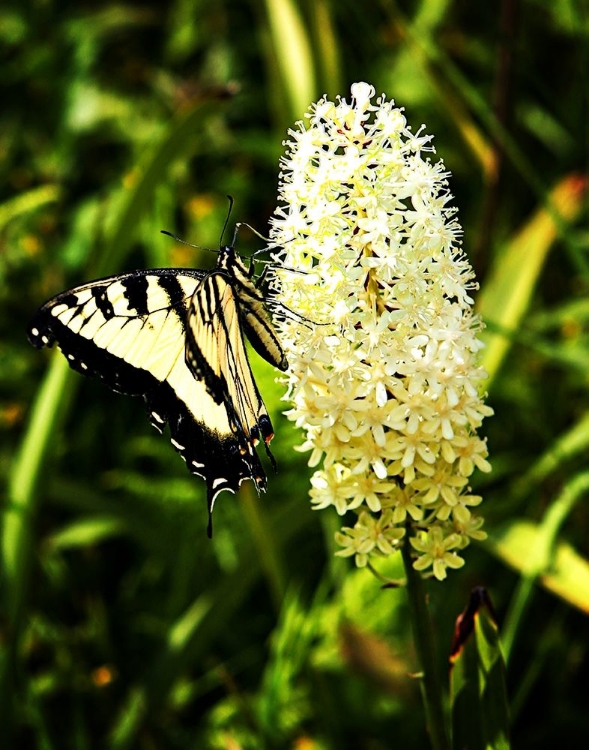 Picture of YELLOW BUTTERFLY