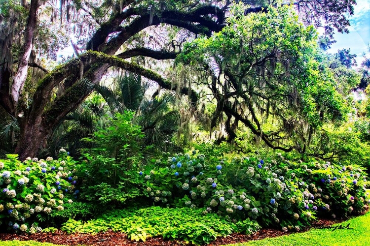 Picture of HYDRANGEA GARDEN