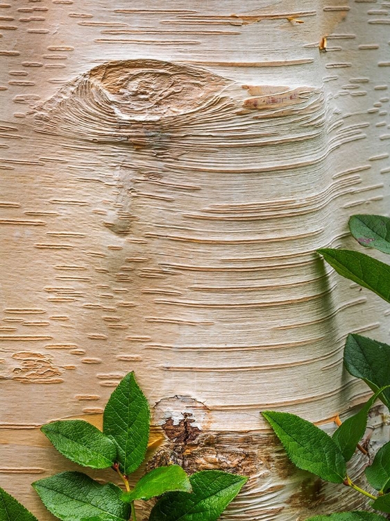 Picture of PAPER BIRCH BARK II