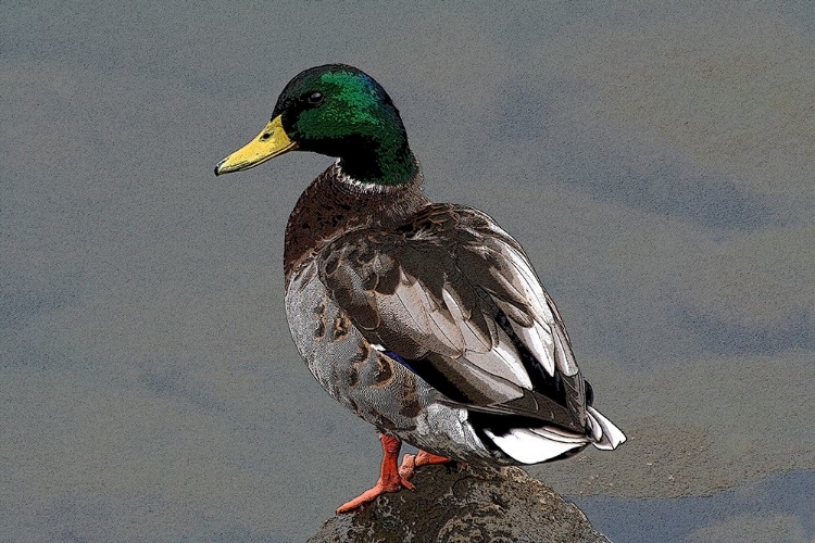 Picture of MALLARD