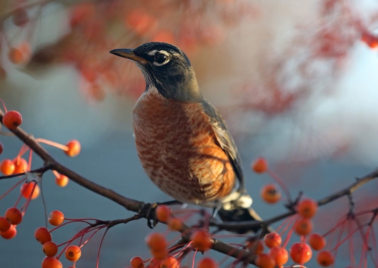 Picture of ROBIN THE BERRY II