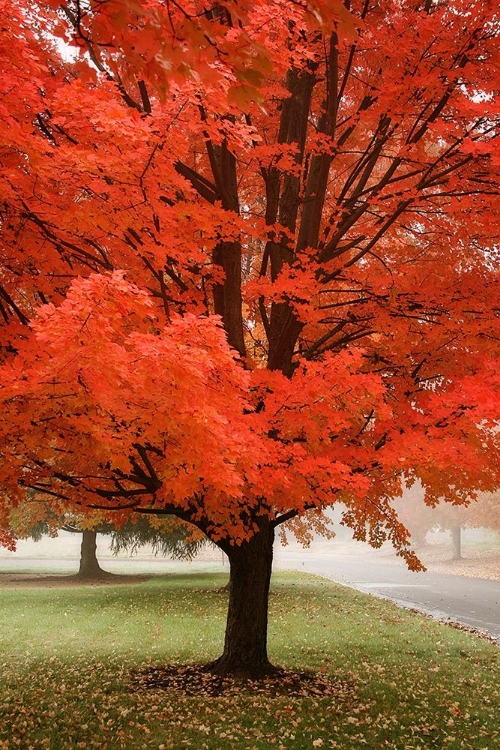 Picture of RED MAPLE BEAUTY