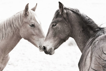 Picture of GENTLE HERD