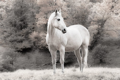 Picture of WHITE MARE