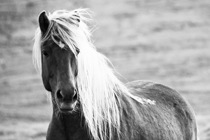 Picture of ISLANDIC HORSE