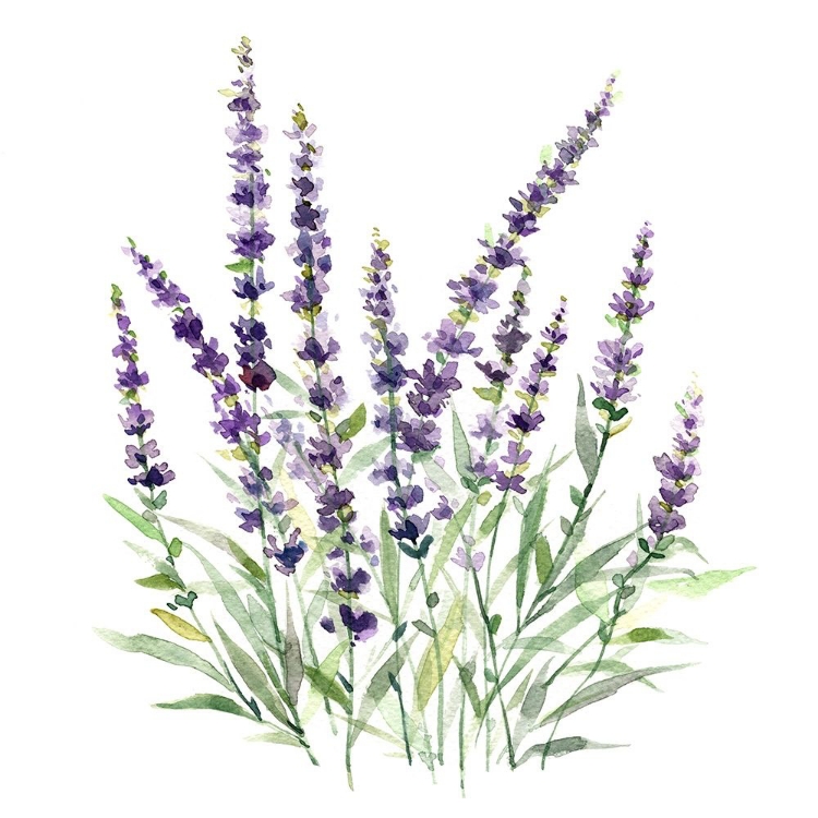 Picture of LAVENDER BOTANICAL I