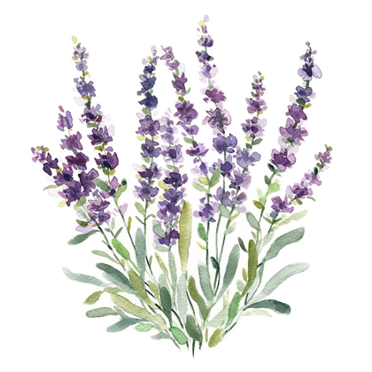 Picture of LAVENDER BOTANICAL II