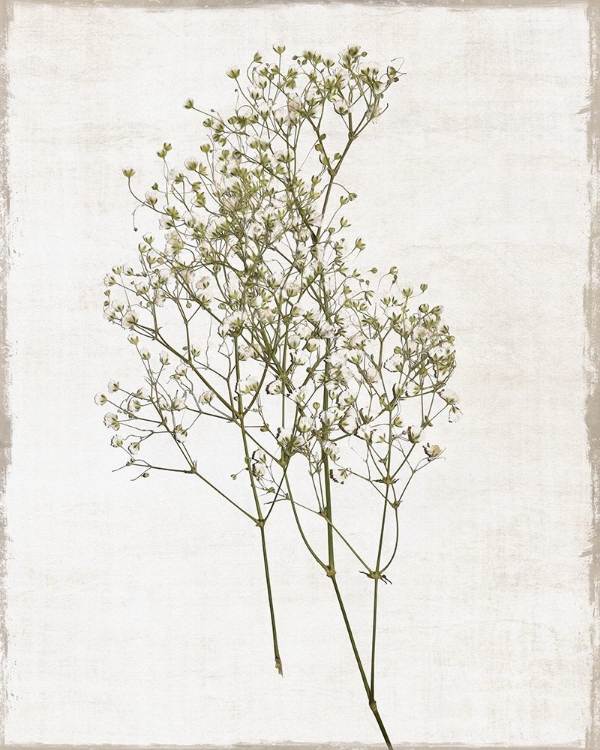 Picture of FARMHOUSE PRESSED FLOWER I