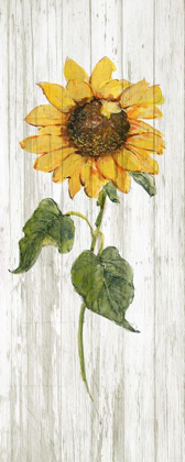Picture of SUNFLOWER IN AUTUMN II