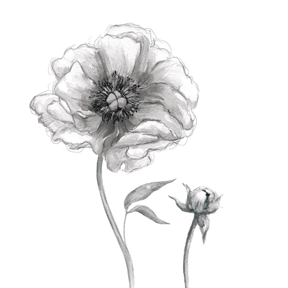 Picture of SKETCHY PEONY