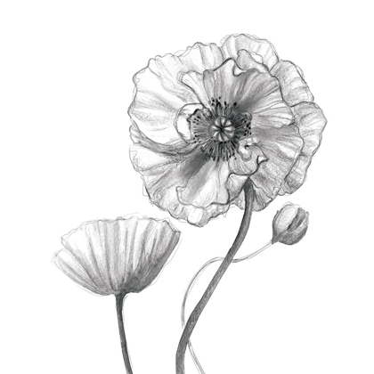 Picture of SKETCHY POPPY