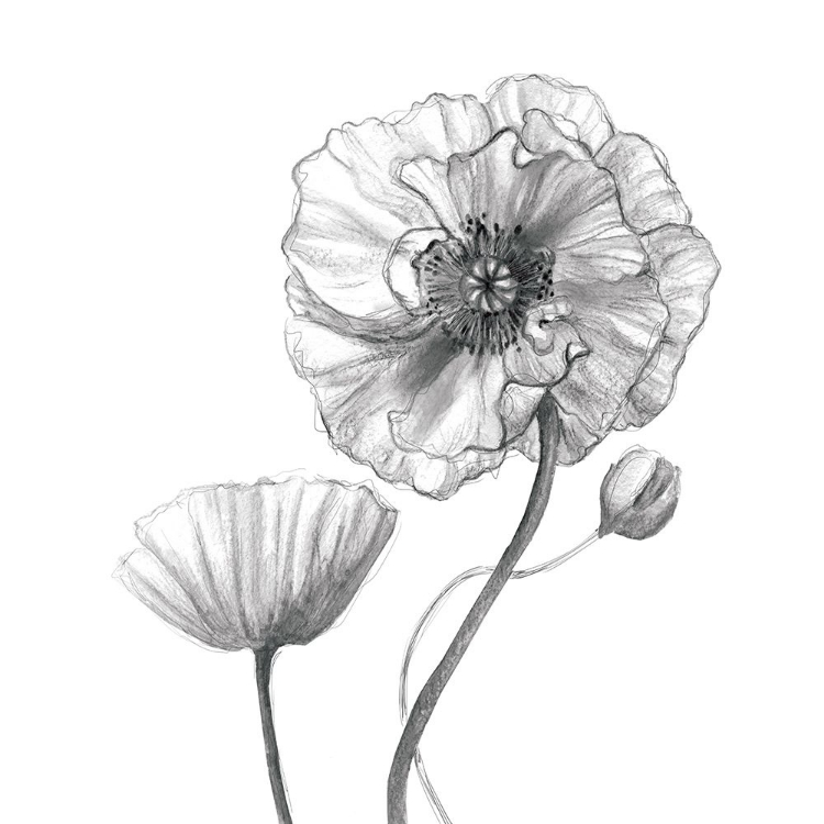 Picture of SKETCHY POPPY