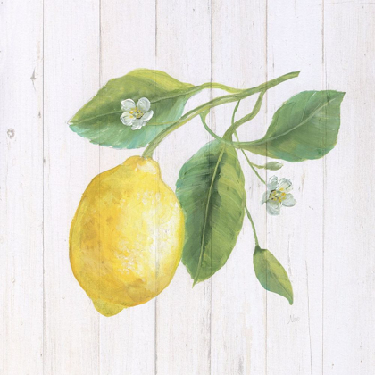 Picture of LEMON FRESH II