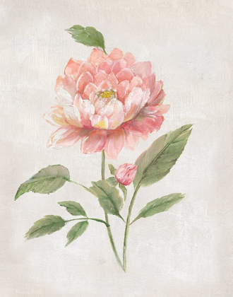 Picture of GRANDIFLORA III