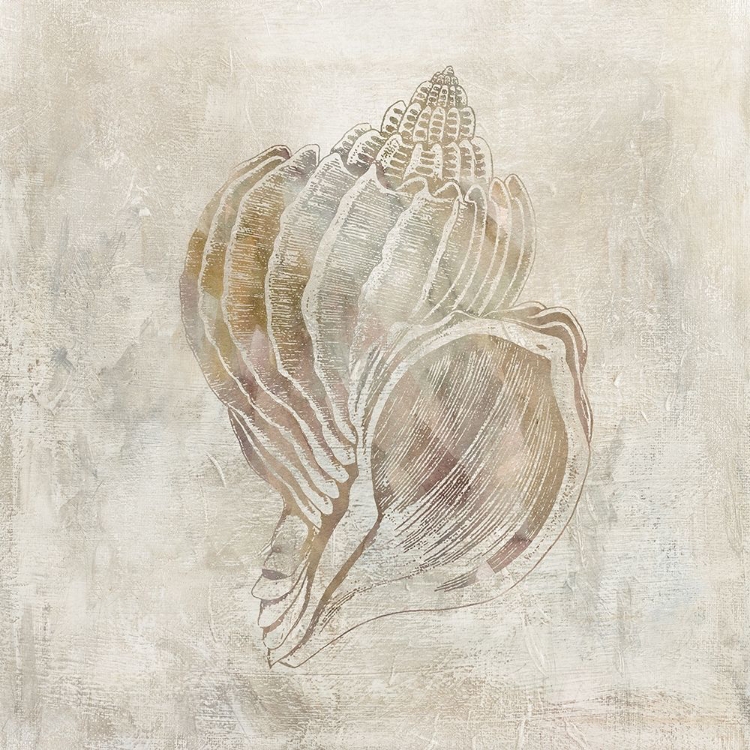 Picture of SEASHELL ILLUSION III