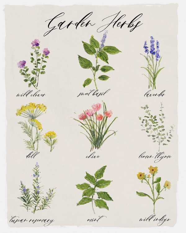 Picture of GARDEN HERBS