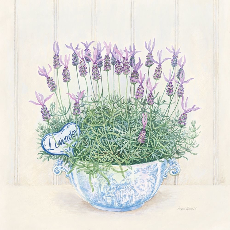 Picture of LAVENDER