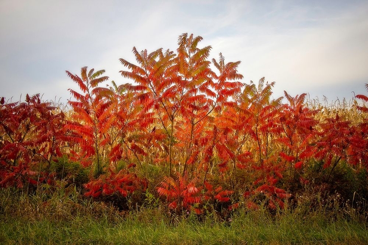 Picture of AUTUMN SUMAC