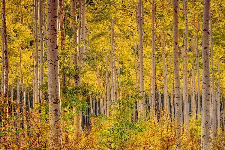 Picture of INDEPENDENCE PASS